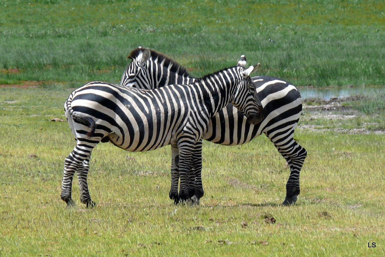 zèbre de Burchell/Burchell's Zebra (1)