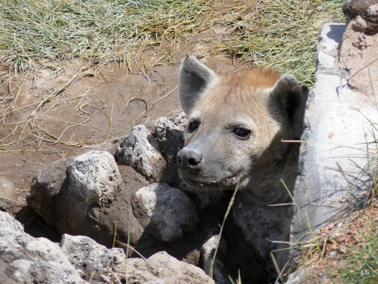 Hyène tachetée/Spotted Hyena (1)