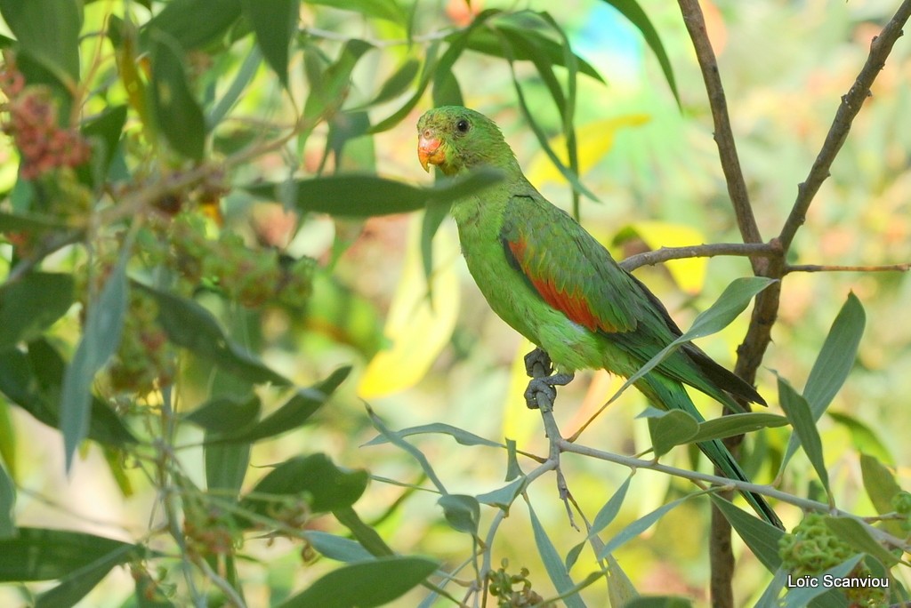 Perruche erythroptere/Red-winged Parrot