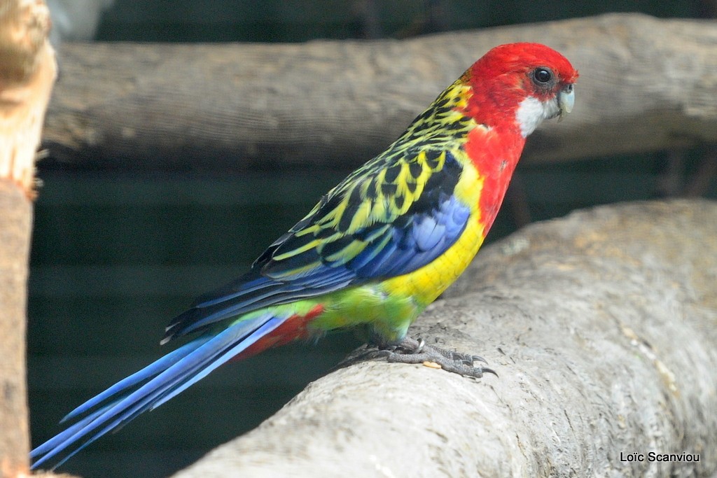 Perruche omnicolore/Eastern Rosella