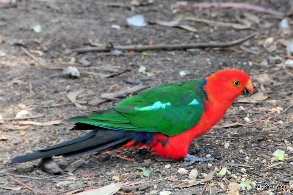 Perruche royale/Australian King Parrot