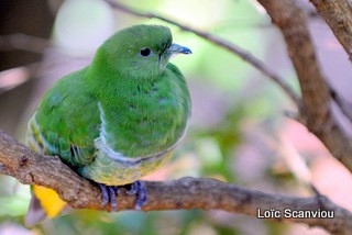 Ptilope vlouvlou/Cloven-feathered Dove (1)
