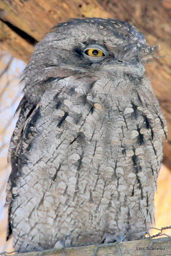 Podarge gris/Tawny Frogmouth