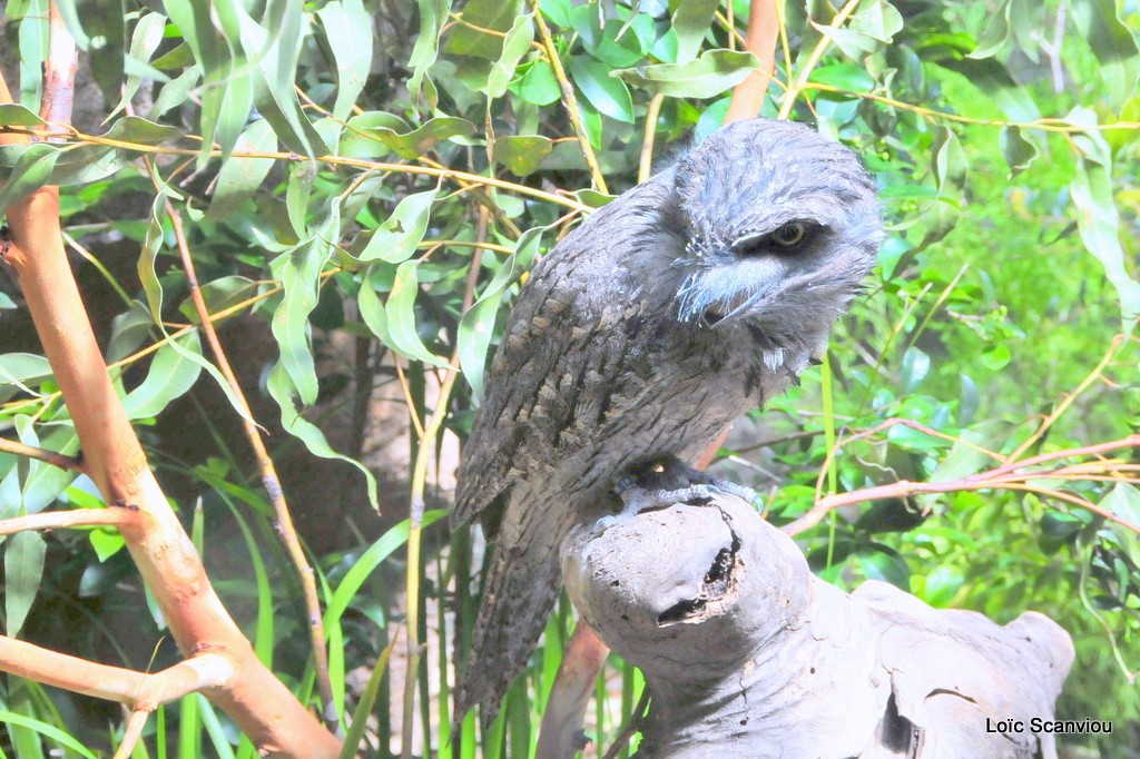 Podarge ocellé/Marbled Frogmouth