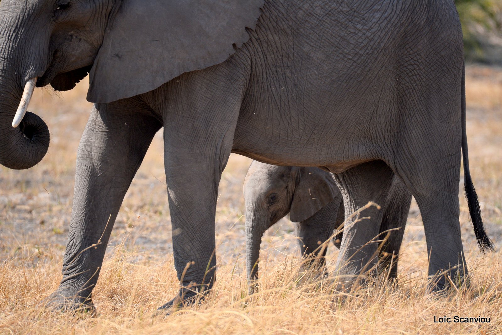 Eléphant d'Afrique/African Elephant (1)