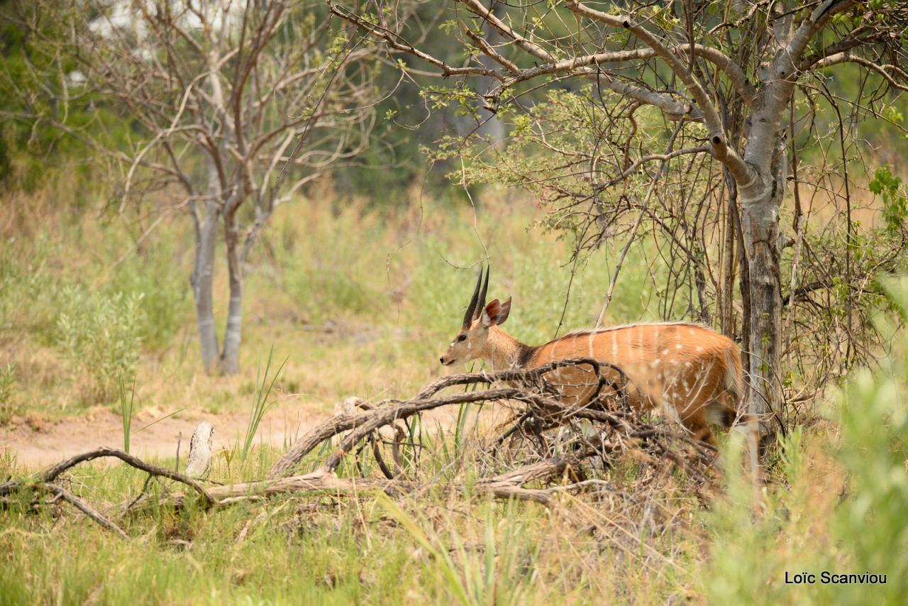 Guib harnaché/Bushbuck (1)