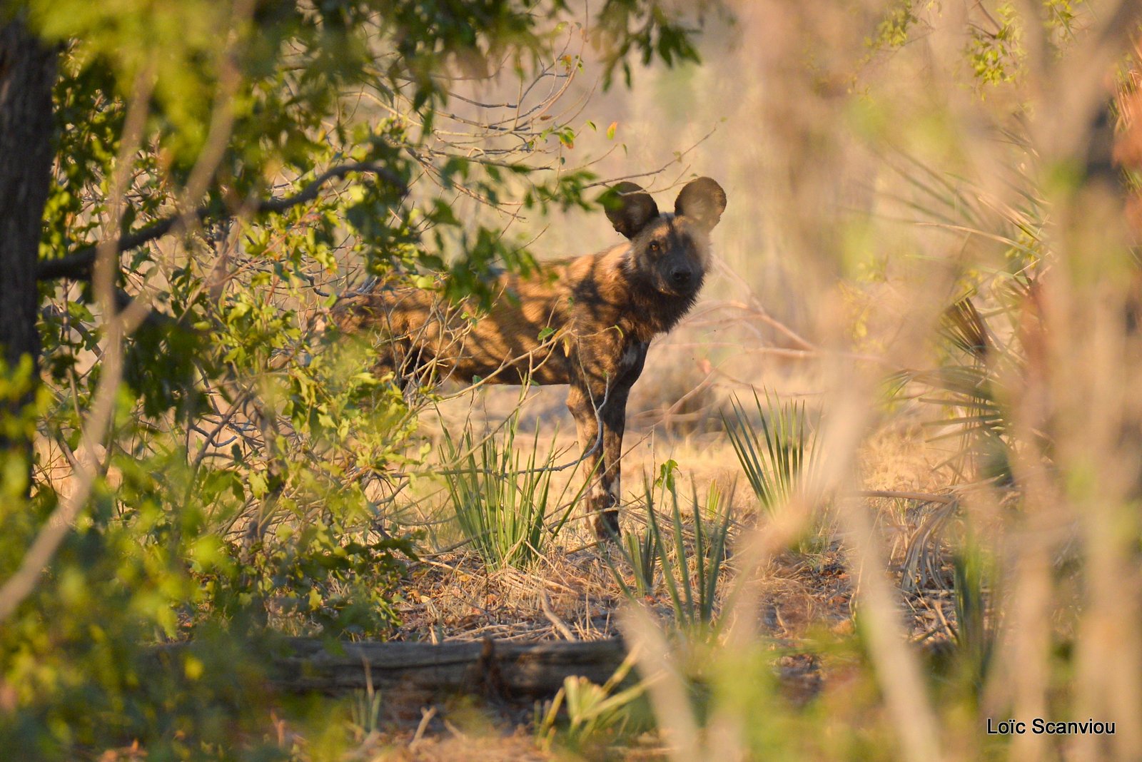 Lycaon/African Wild Dog (1)