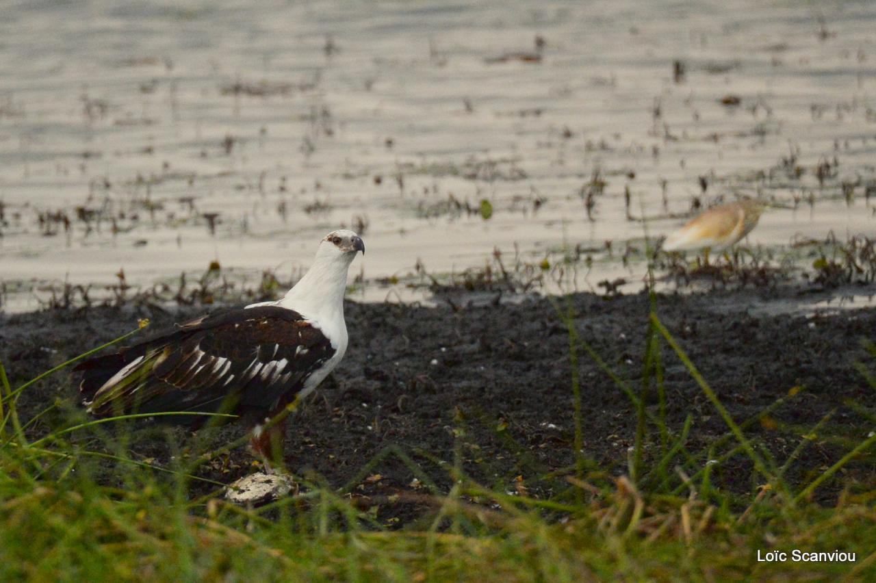 Aigle vocifère/African Fish Eagle (1)