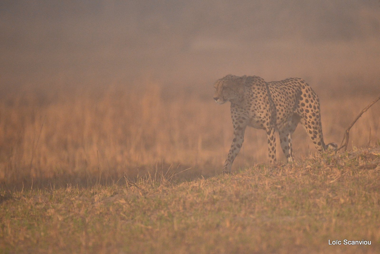 Guépard/Cheetah (2)