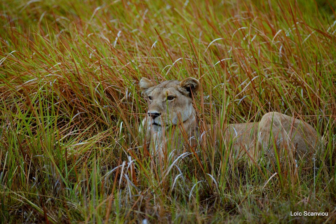 Lion (16)