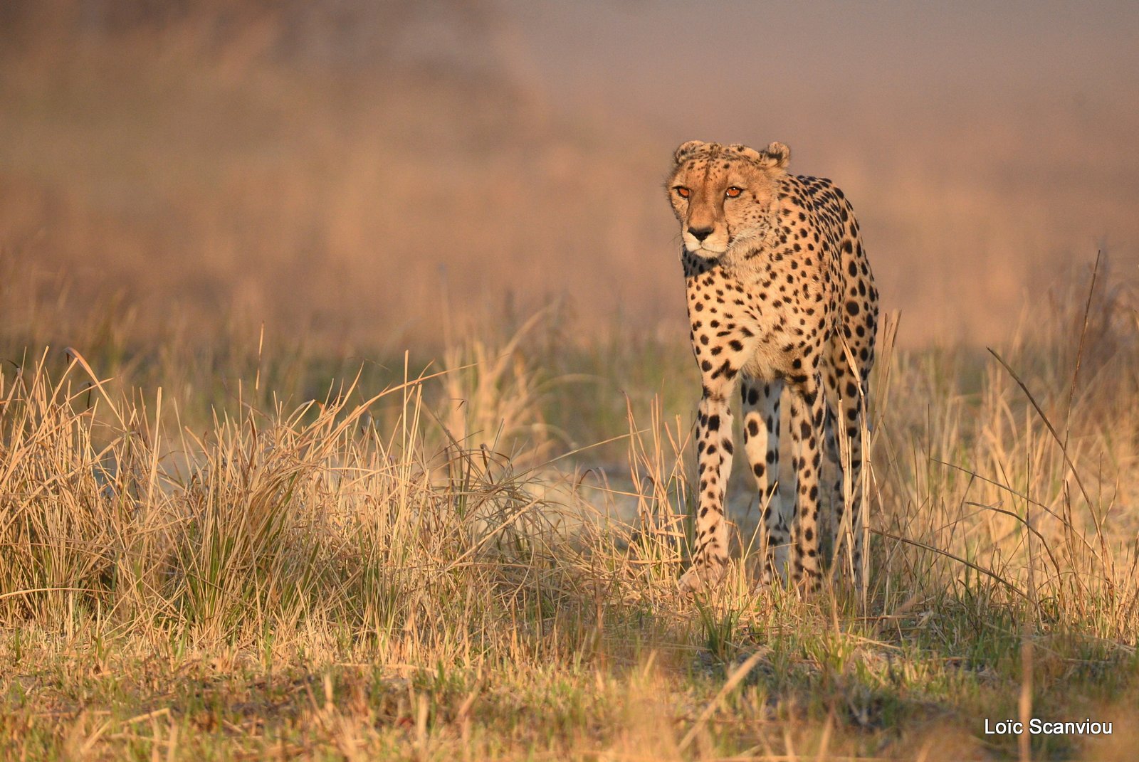 Guépard/Cheetah (3)