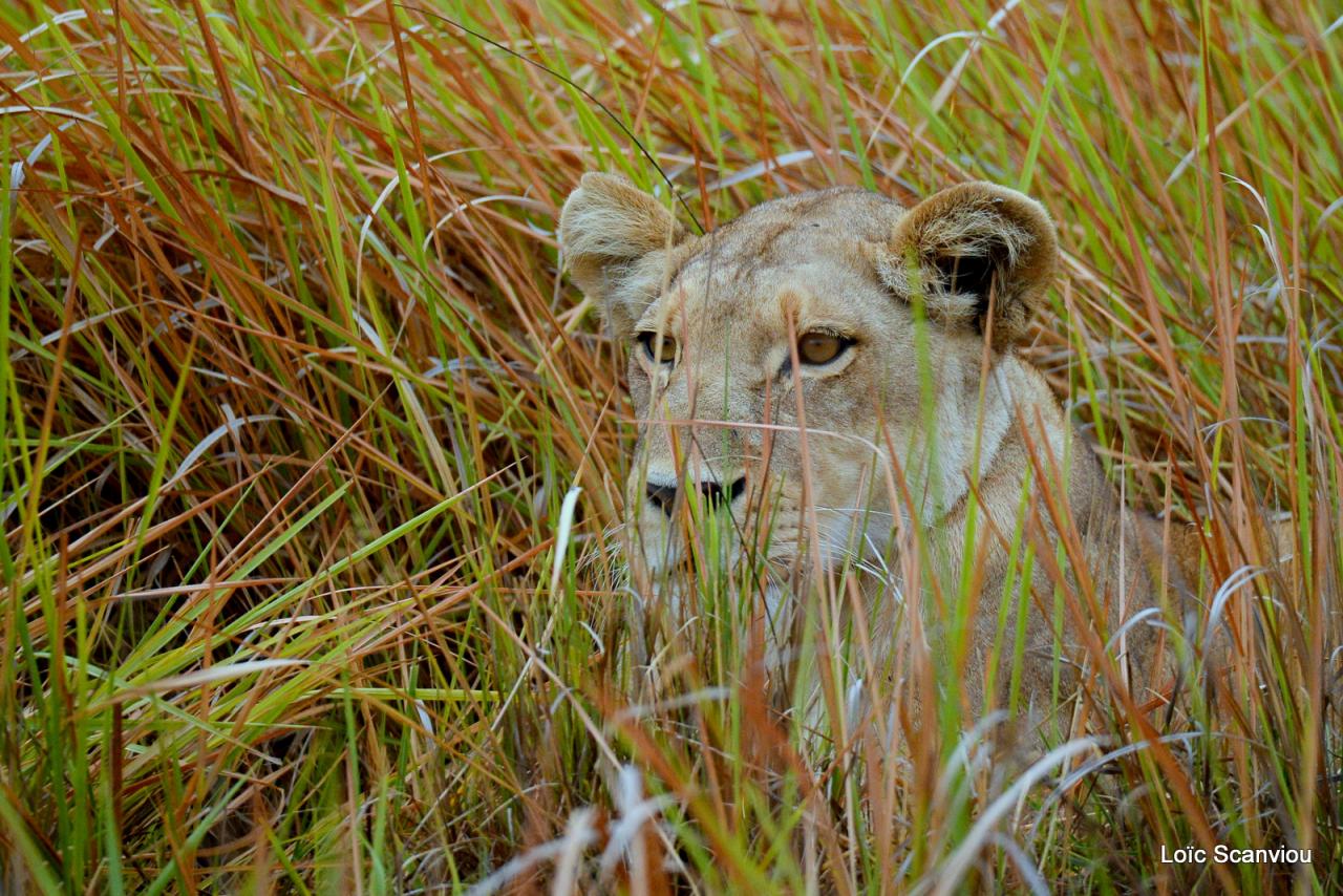 Lion (17)