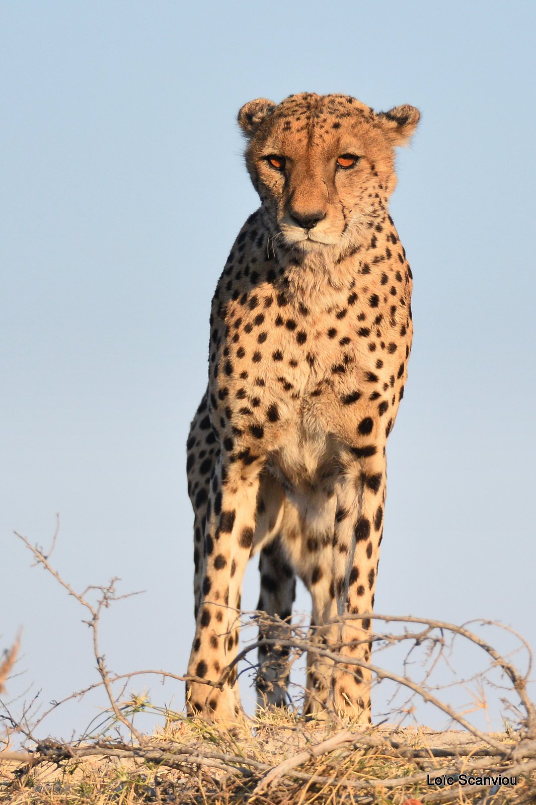 Guépard/Cheetah (4)