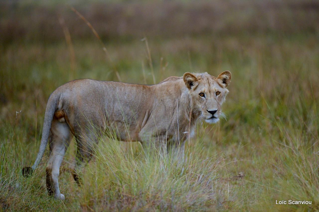 Lion (18)