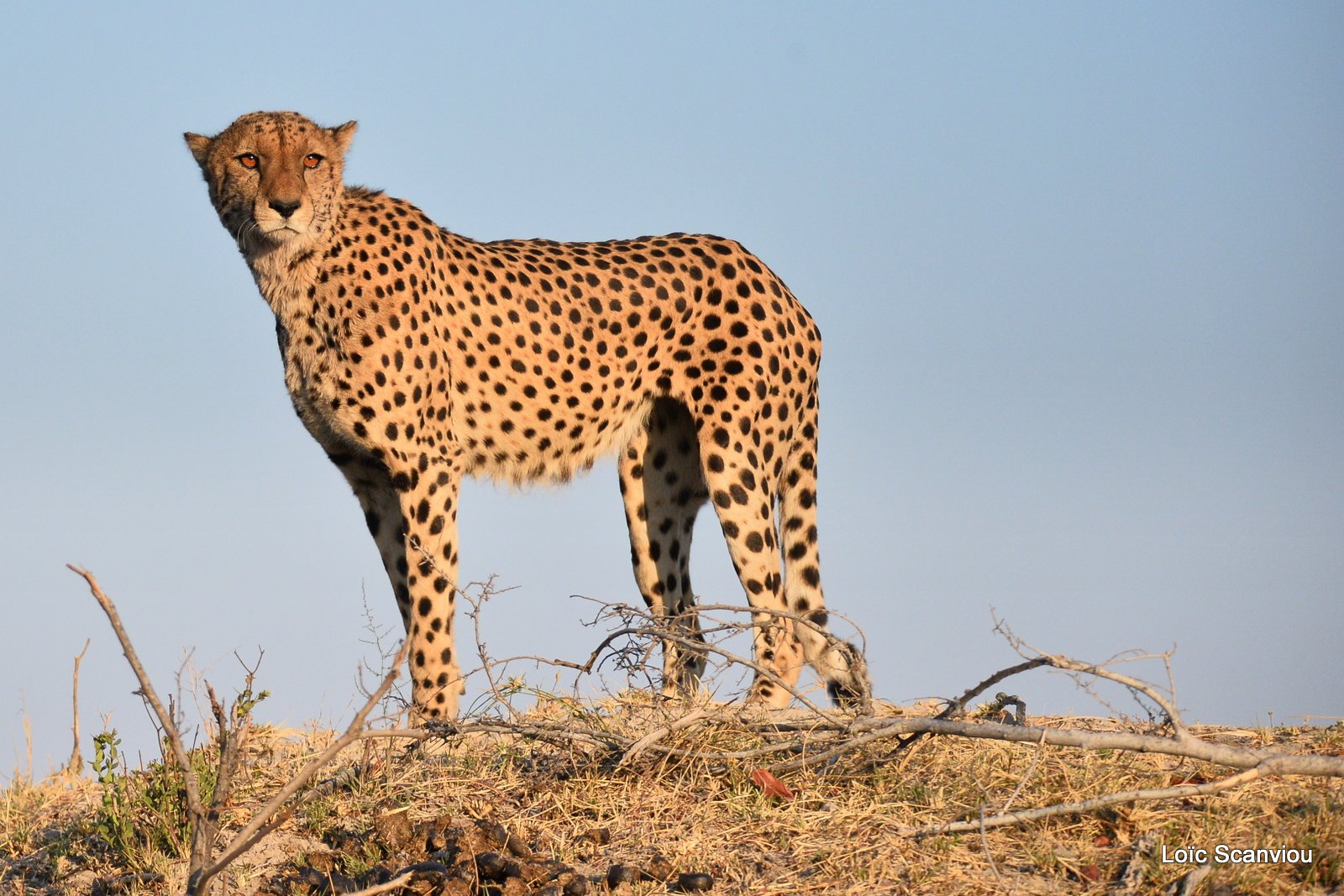 Guépard/Cheetah (5)