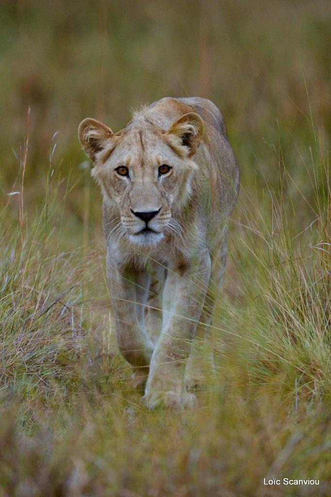 Lion (19)