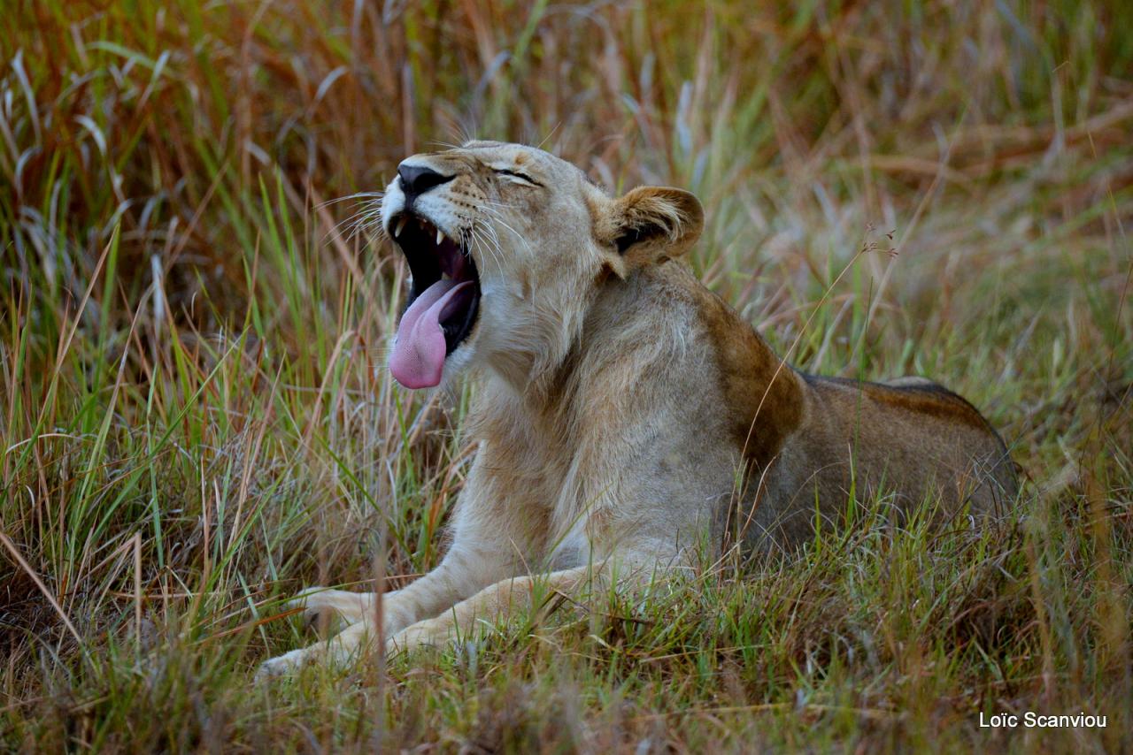Lion (20)