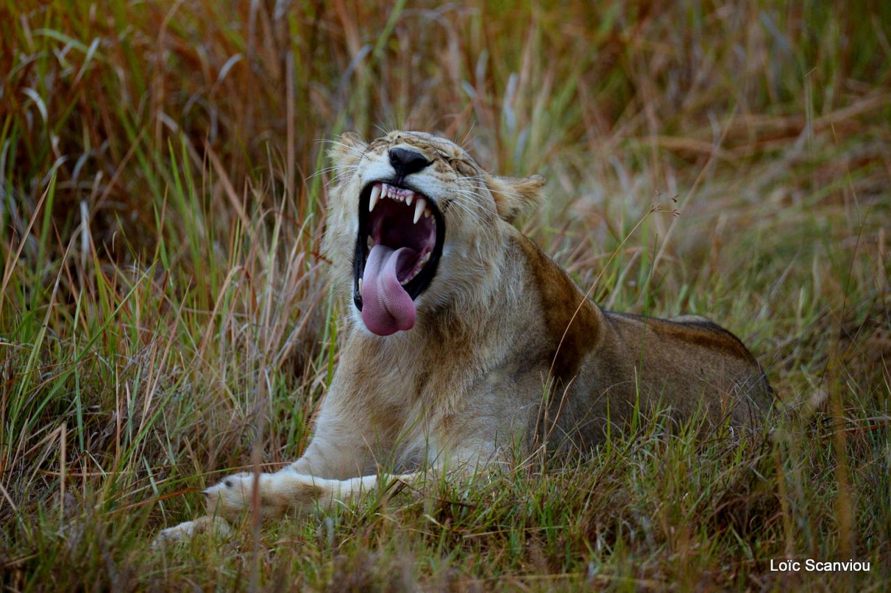 Lion (21)