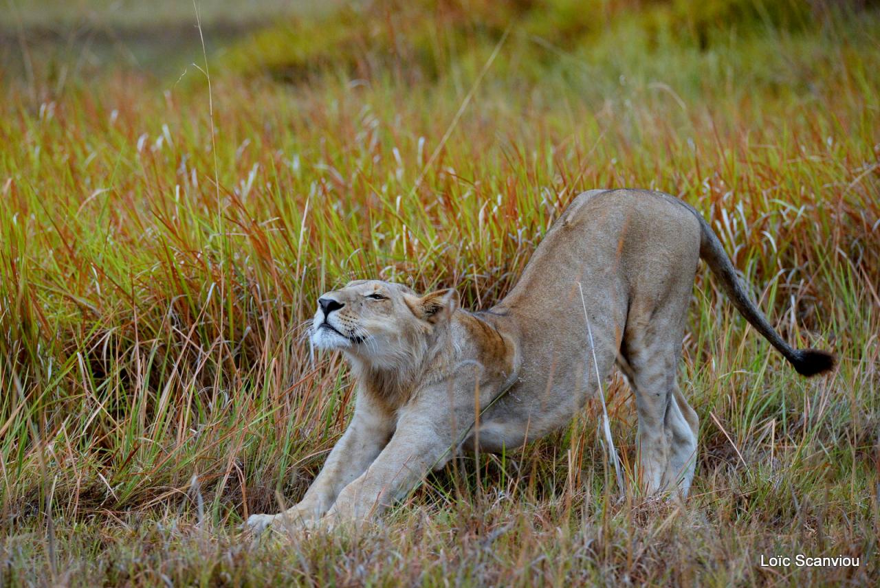 Lion (22)