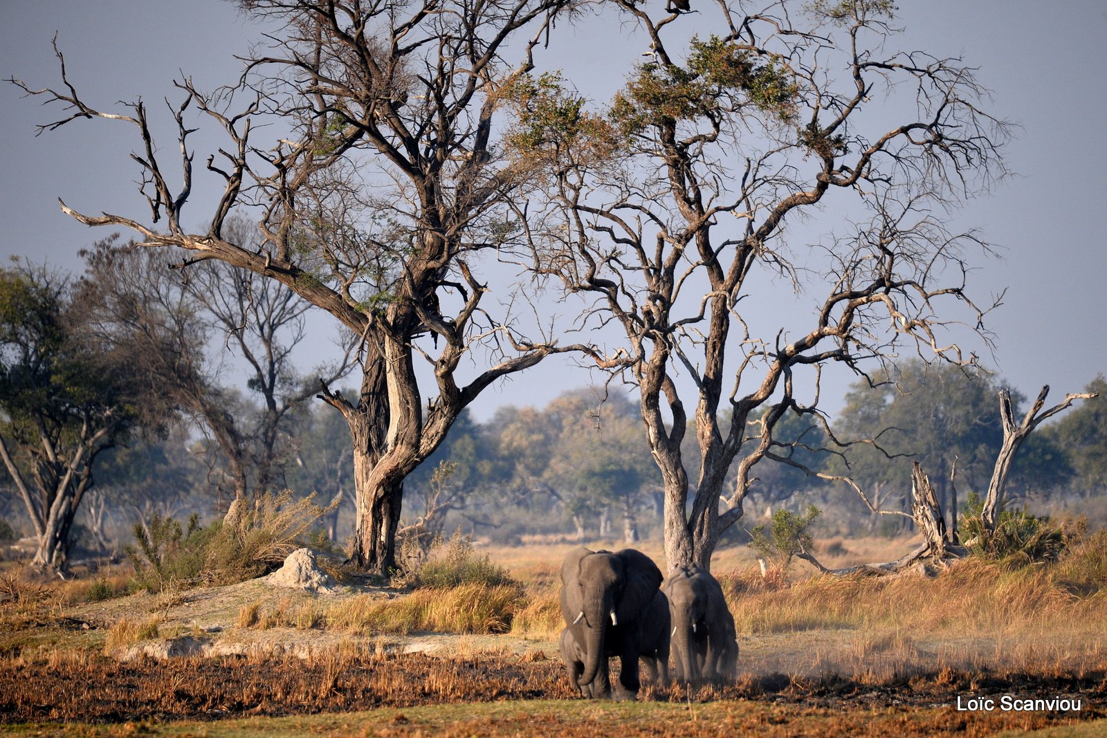 Eléphant d'Afrique/African Elephant (6)