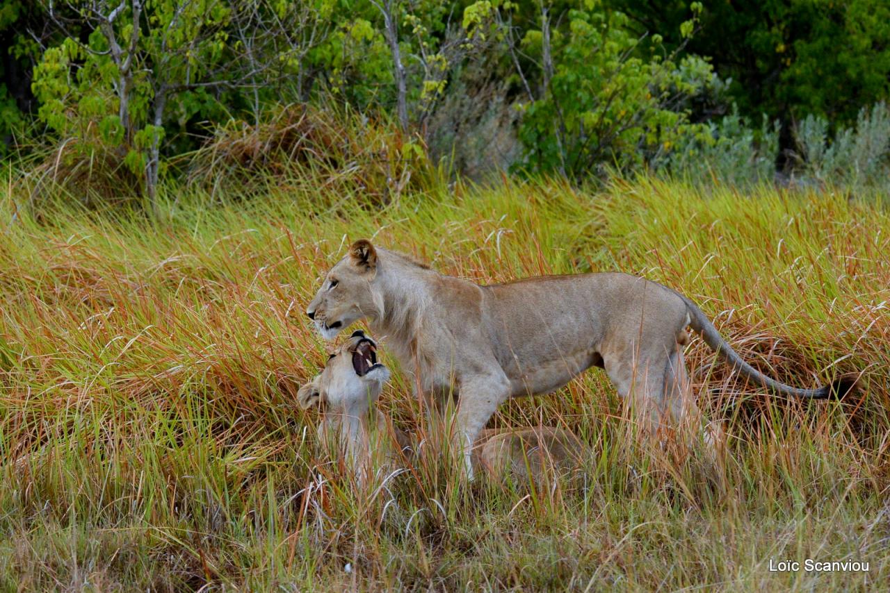 Lion (23)
