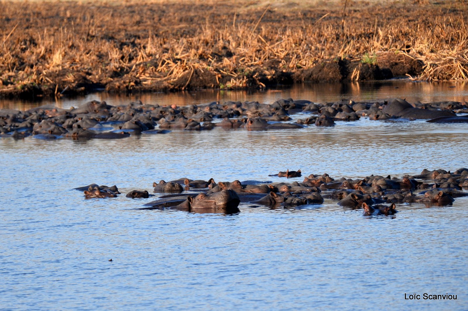 Hippopotame amphibie/Hippopotamus (1)