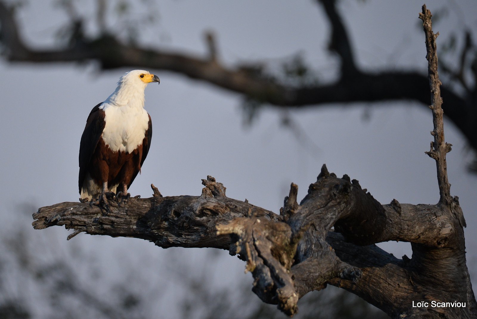 Pygargue vocifère/African fish Eagle (1)