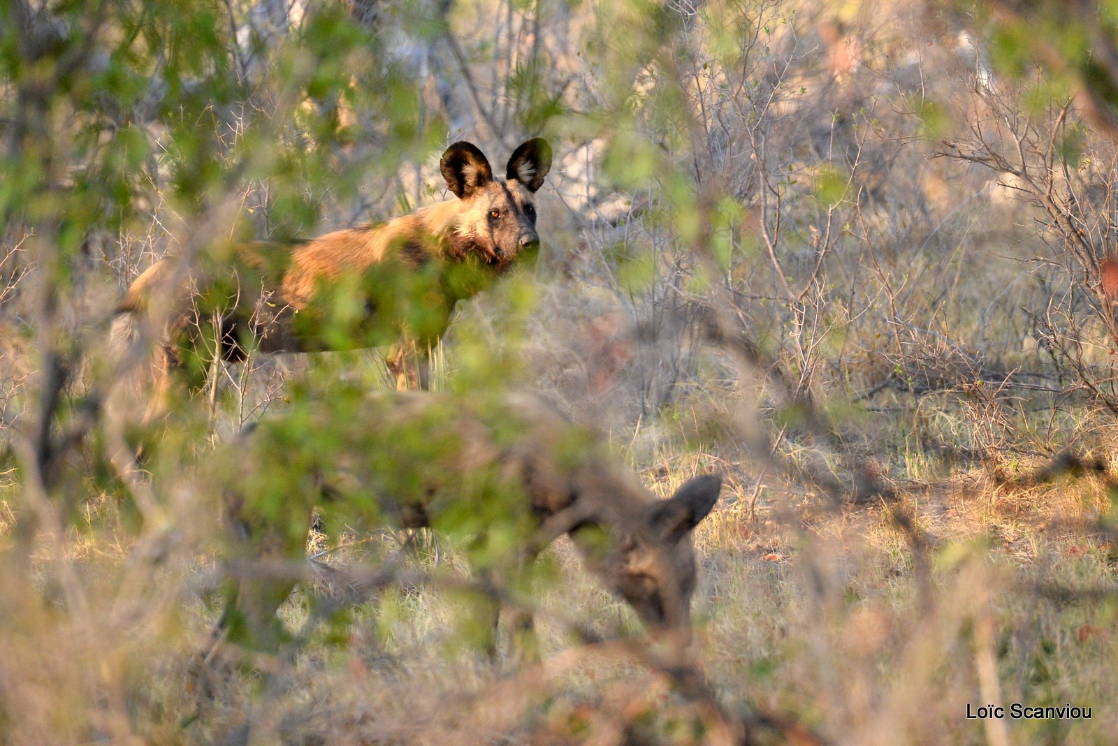 Lycaon/African Wild Dog (2)