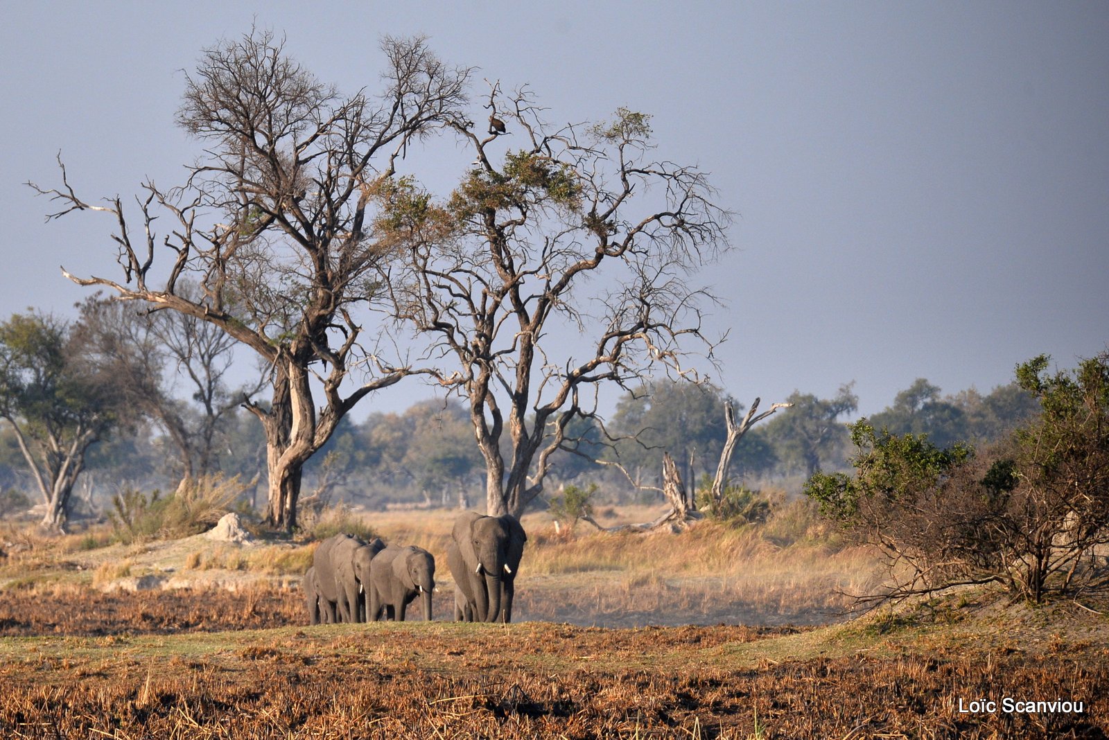 Eléphant d'Afrique/African Elephant (7)