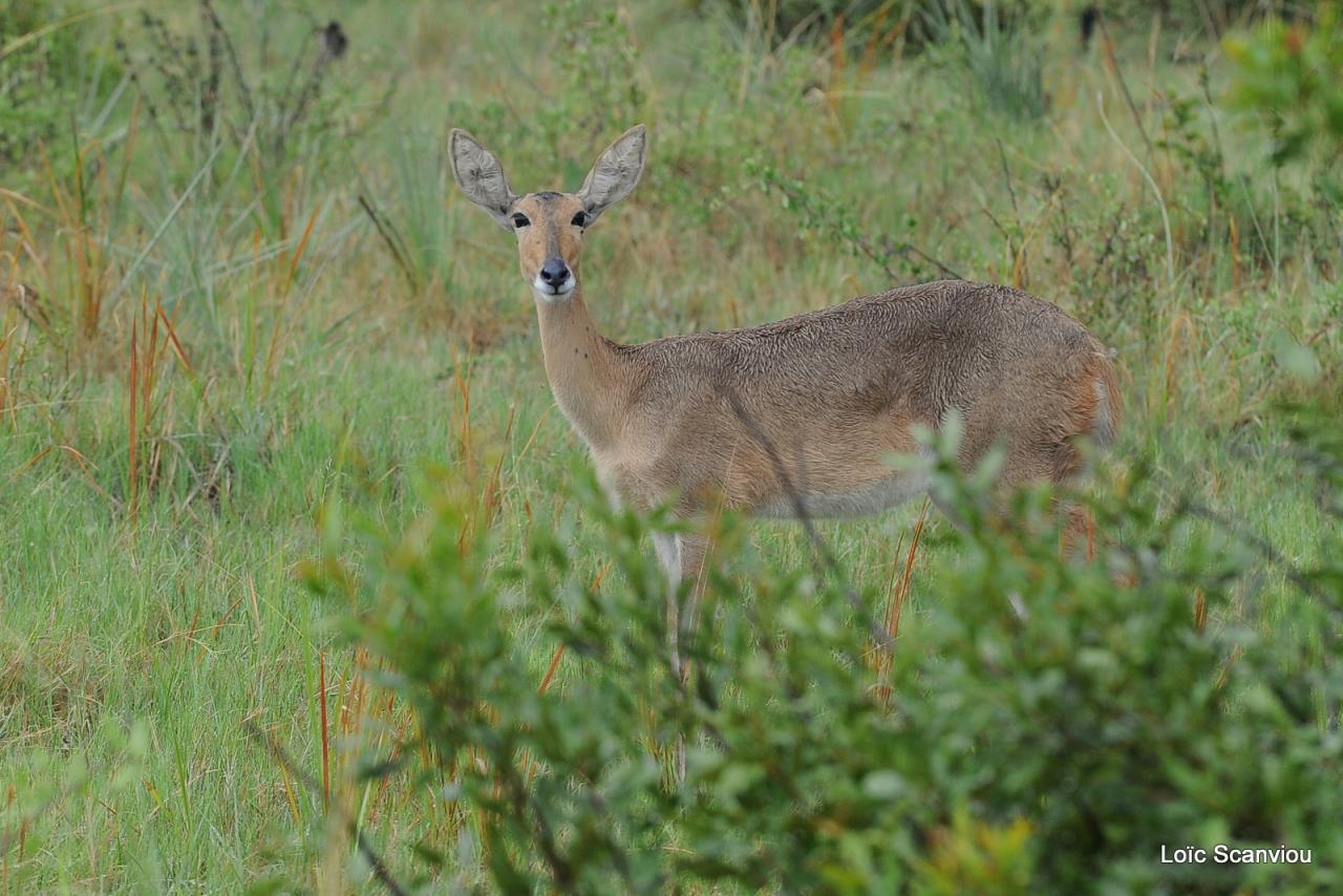 Cobe des roseaux/Reedbuck (1)