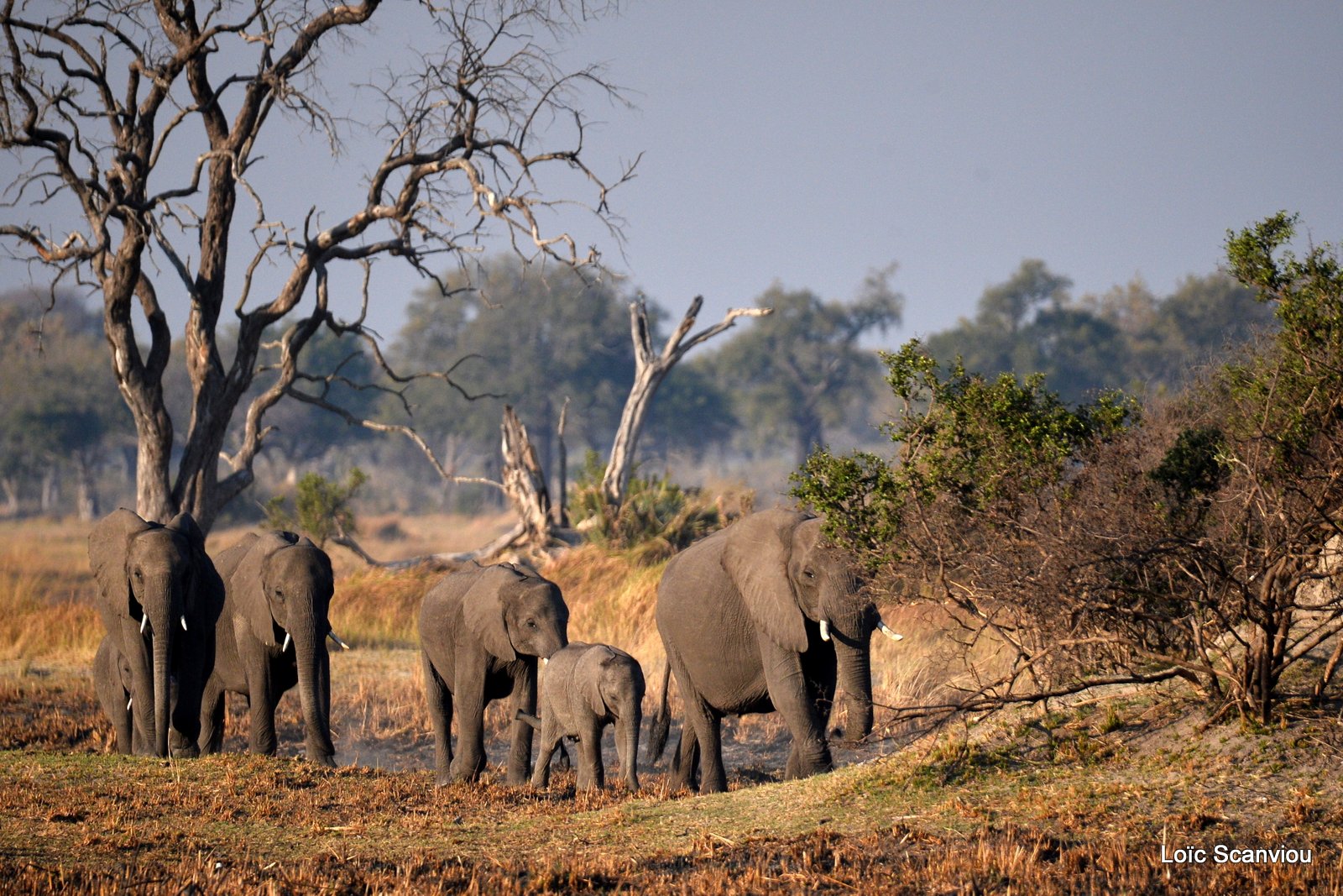 Eléphant d'Afrique/African Elephant (8)