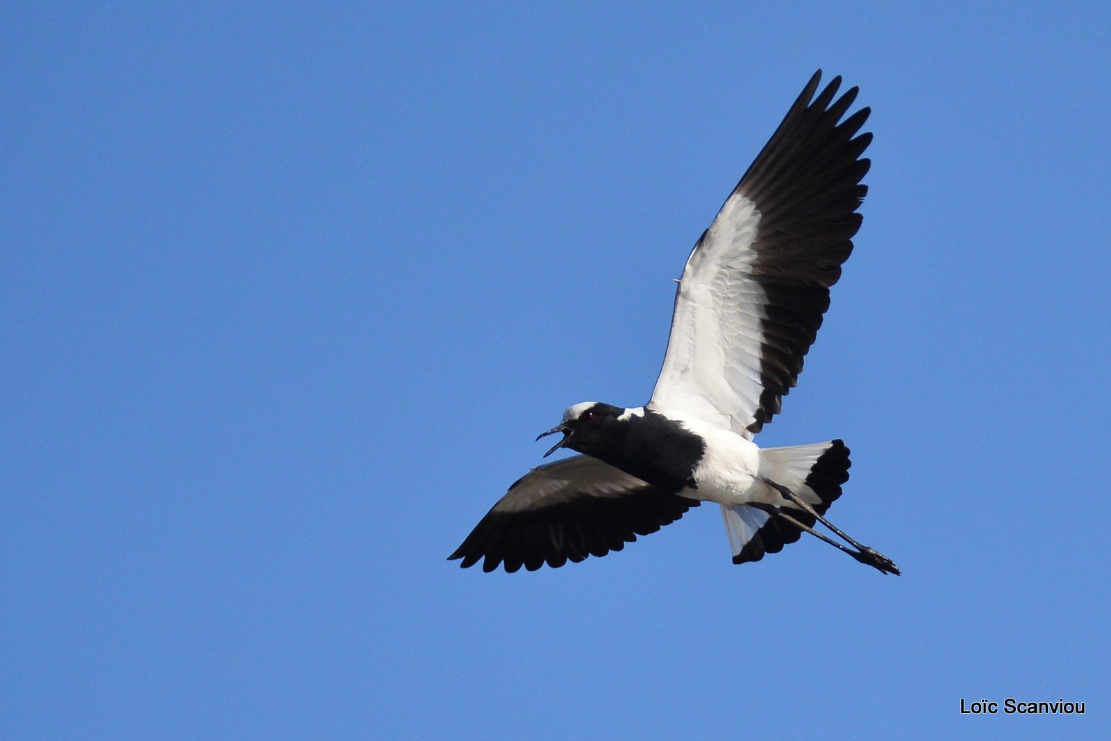 Vanneau armé/Blacksmith Plover (1)