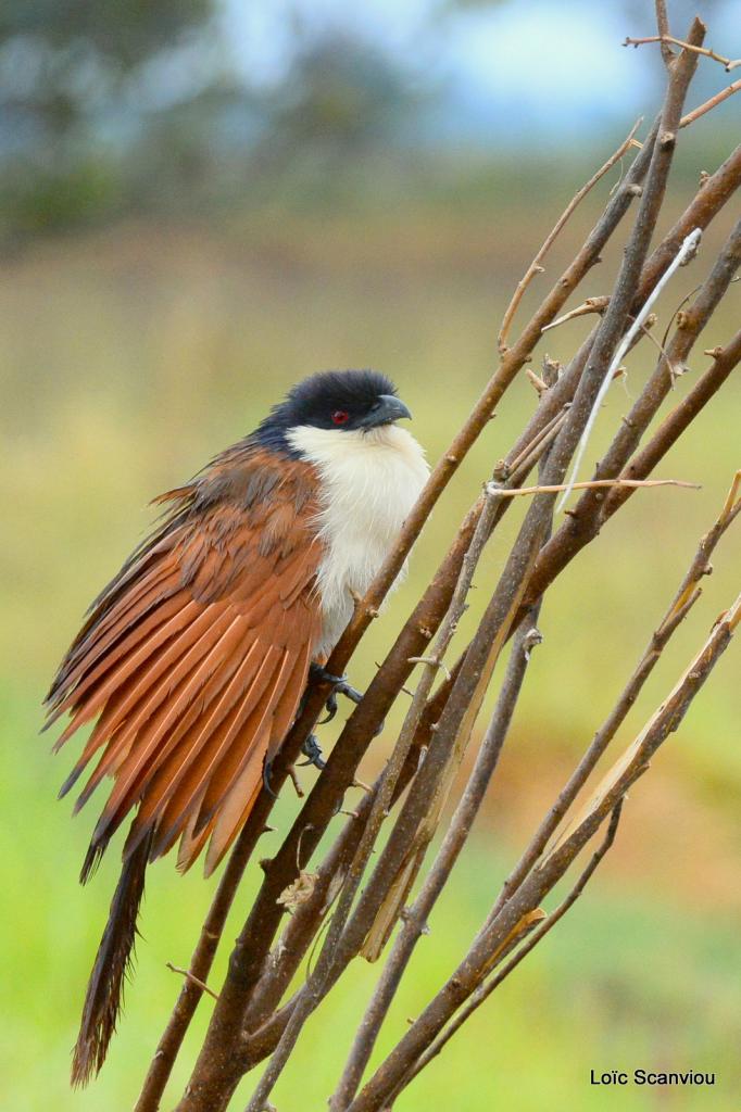 Coucal de Burchell/Burchell's Coucal (1)
