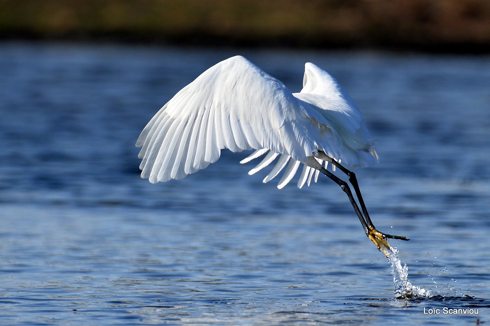 Aigrette garzette/Little Egret (1)