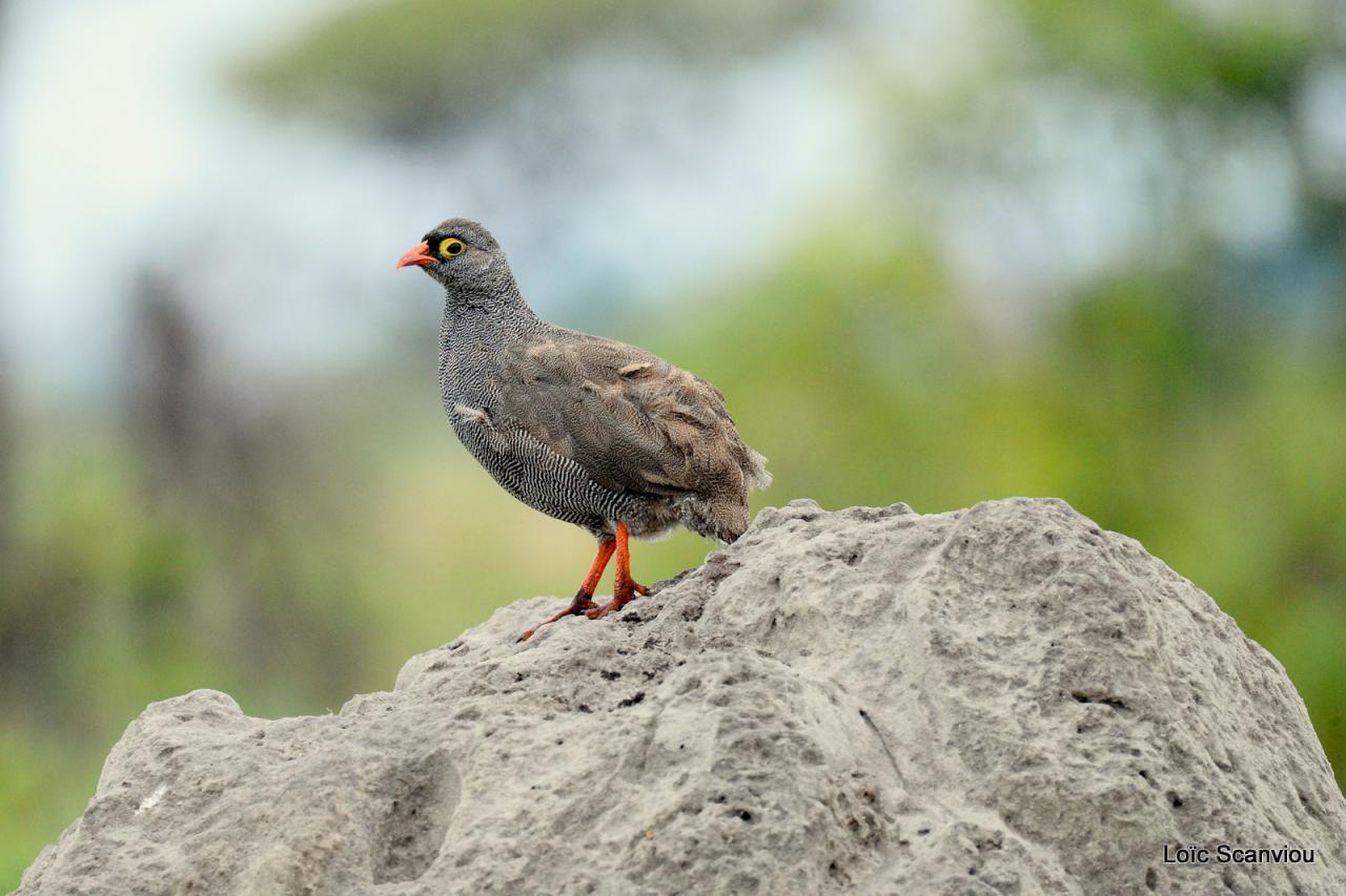 Francolin à bec rouge/Red-billed Spurfowl (1)