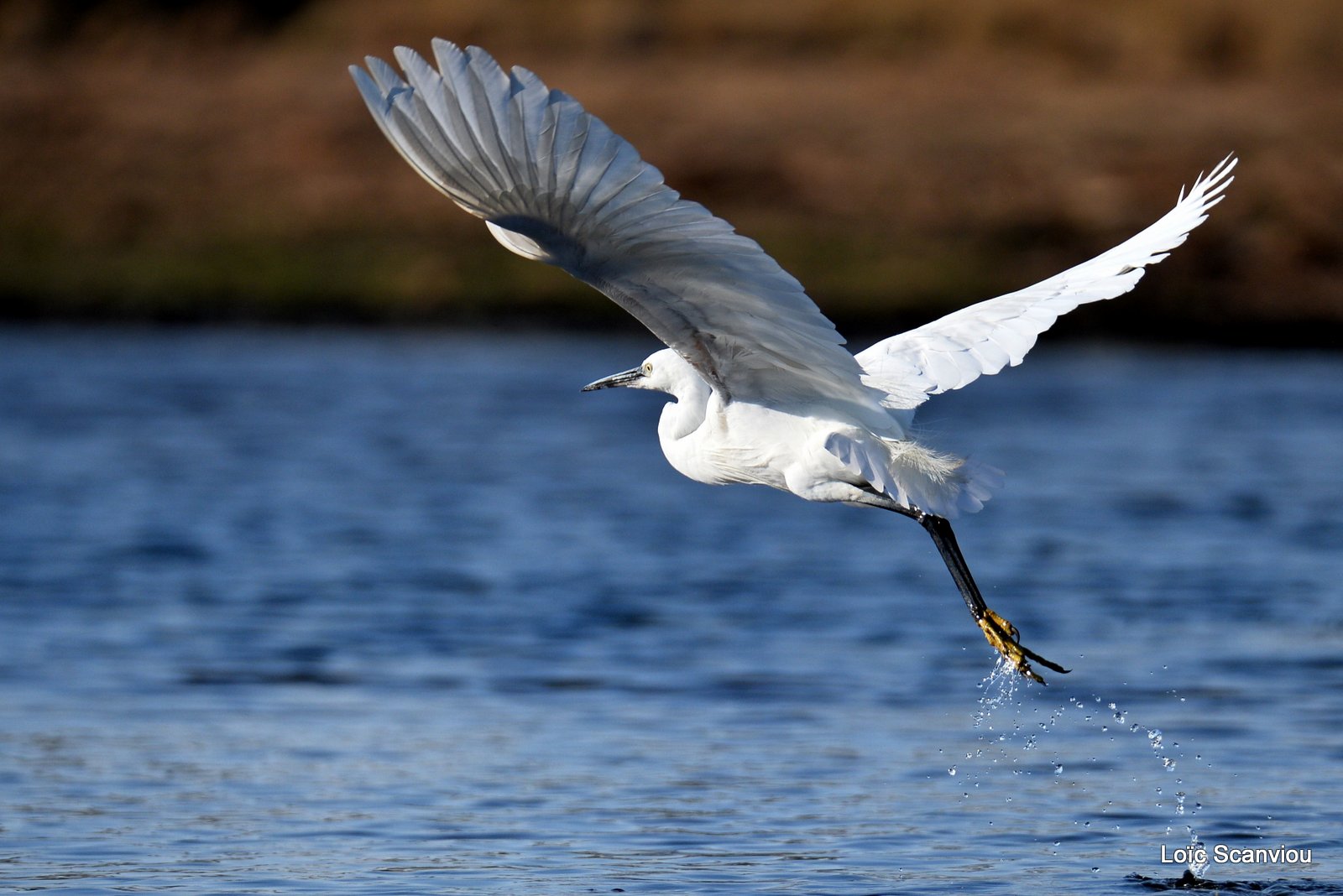 Aigrette garzette/Little Egret (2)