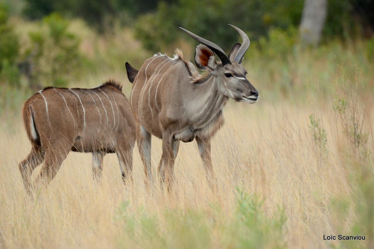 Koudou/Kudu (2)
