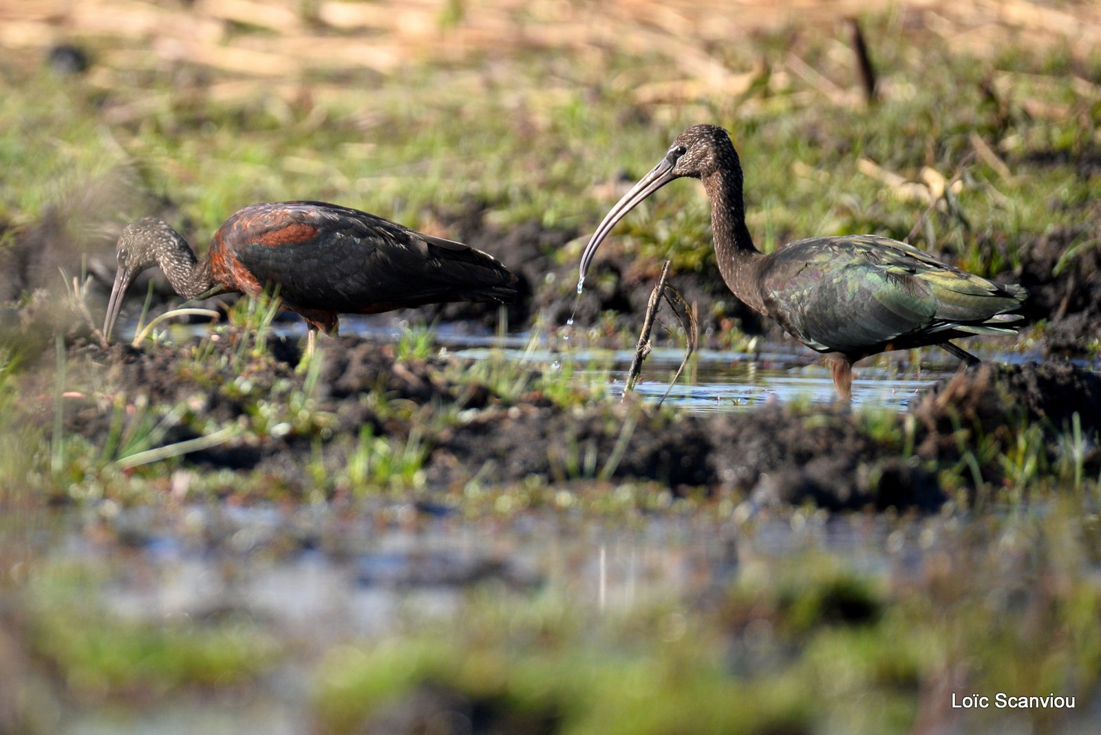 Ibis falcinelle/Glossy Ibis (1)