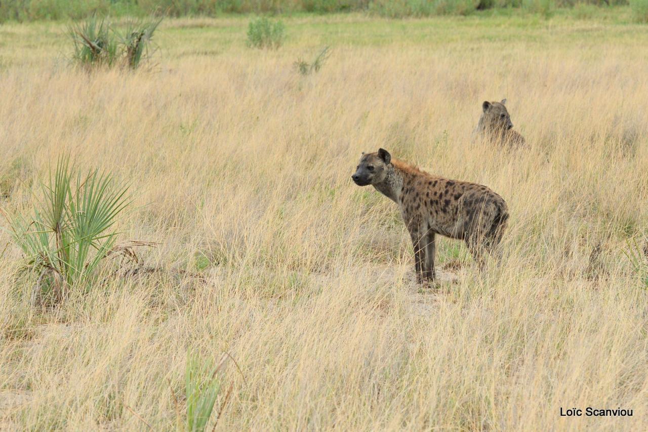 Hyène tachetée/Spotted Hyena (1)