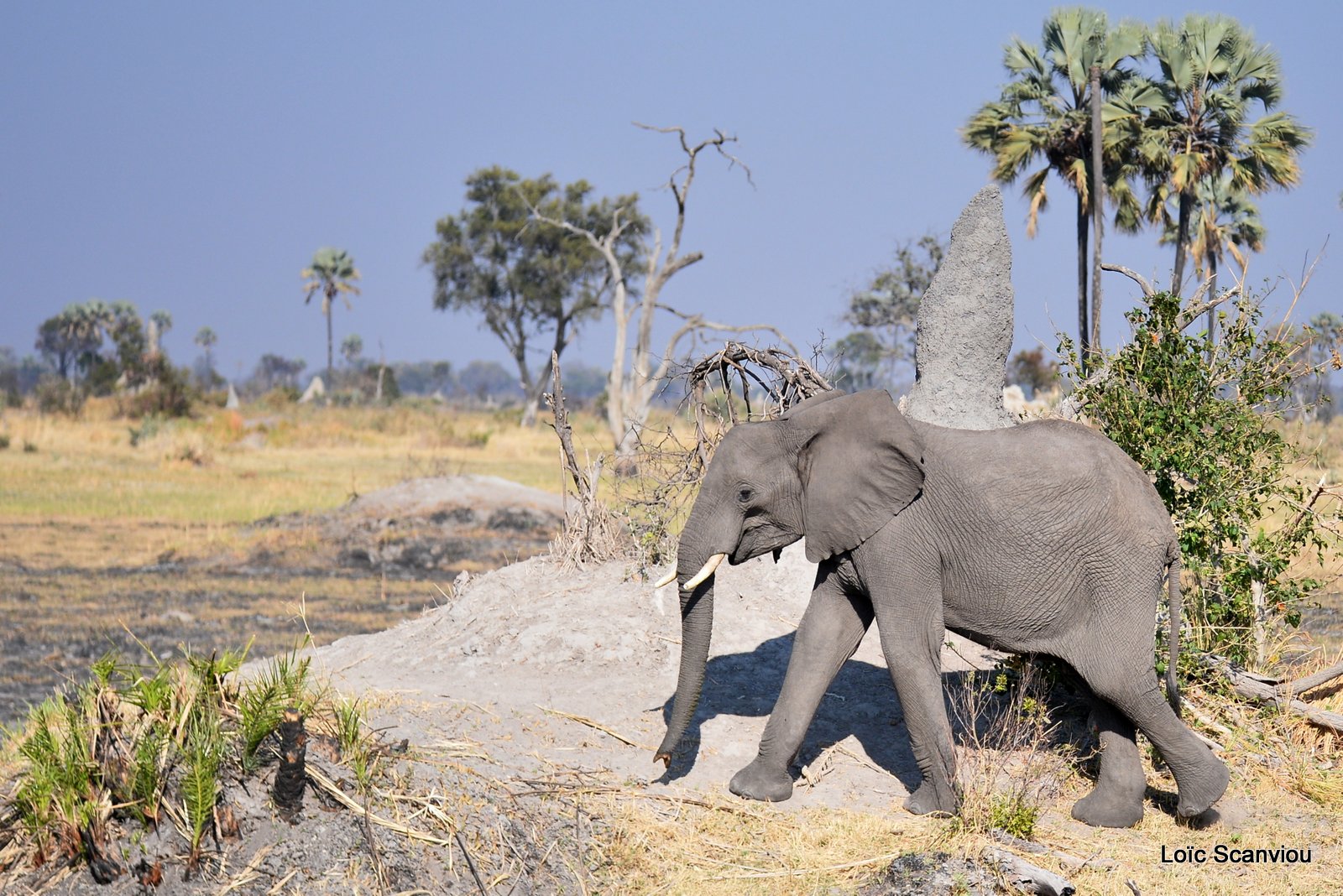 Eléphant d'Afrique/African Elephant (9)