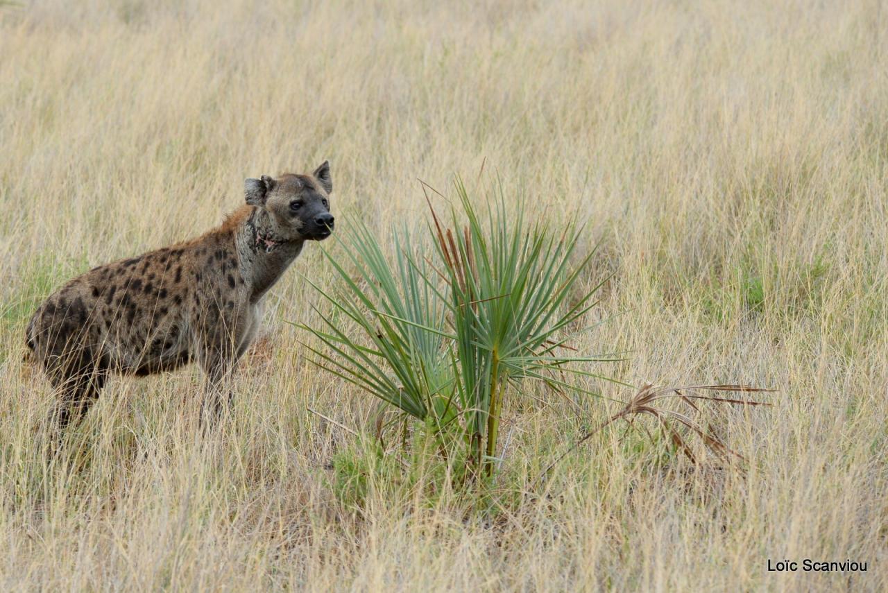 Hyène tachetée/Spotted Hyena (2)