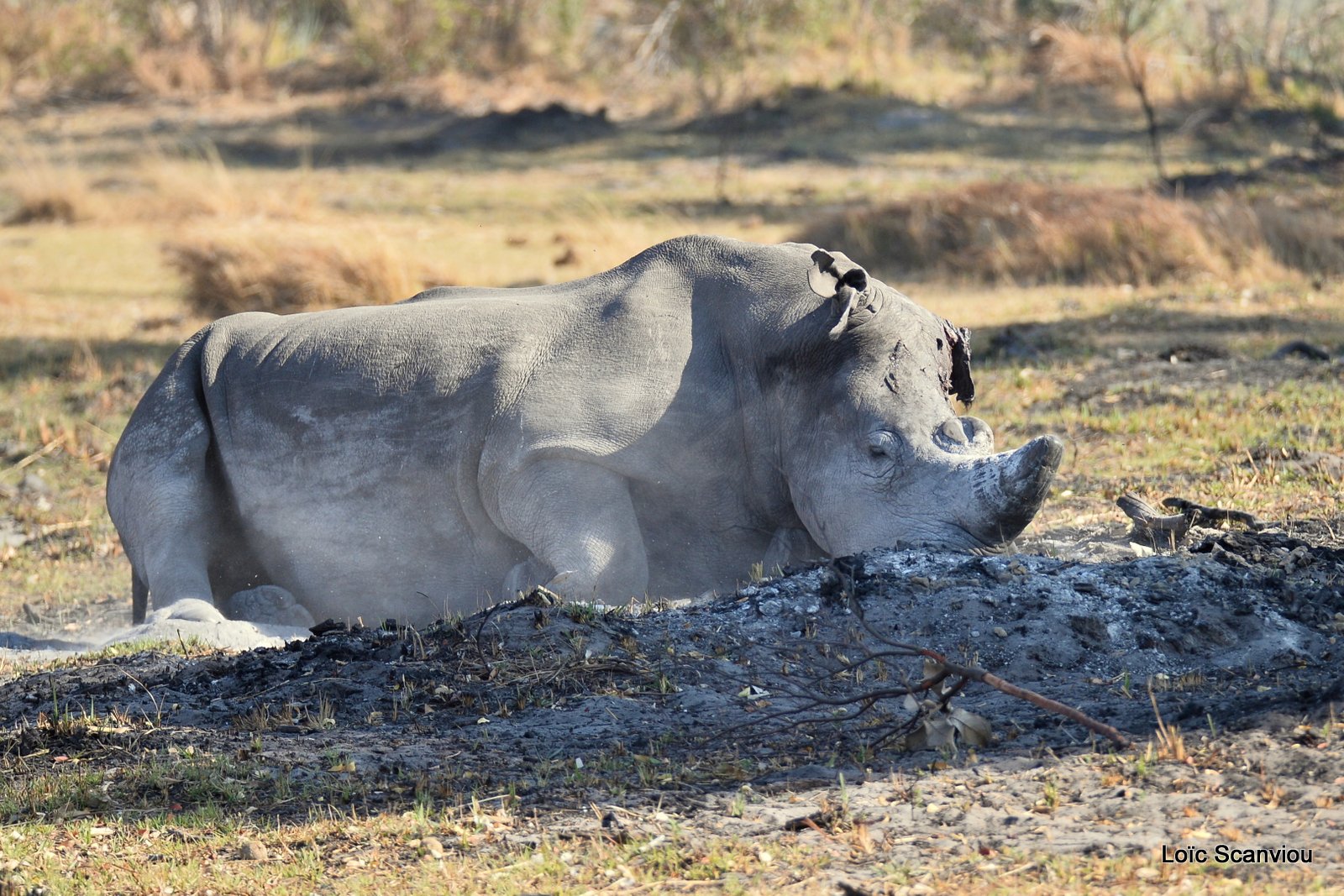 Rhinocéros blanc/White Rhinoceros (1)