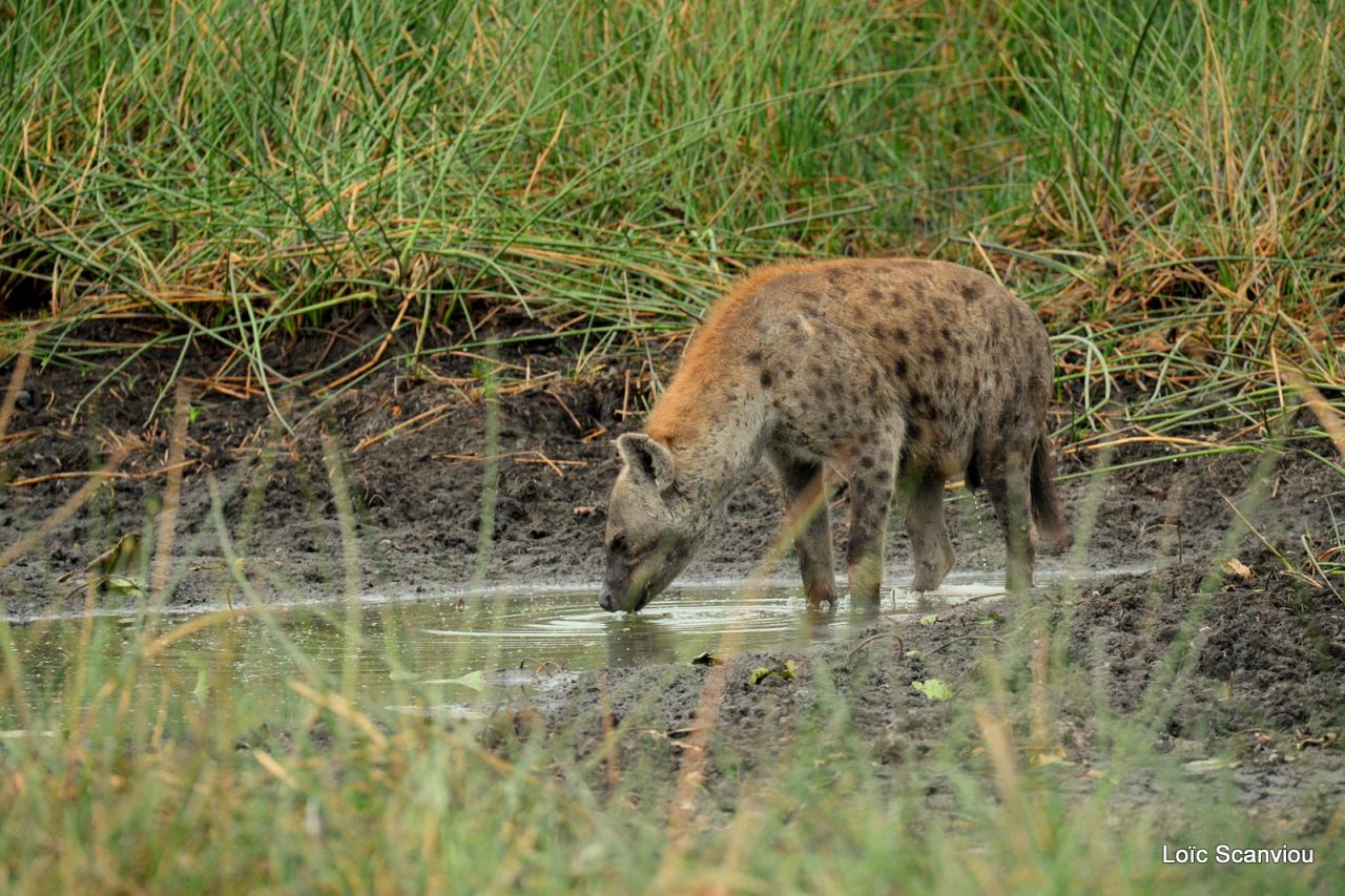 Hyène tachetée/Spotted Hyena (3)