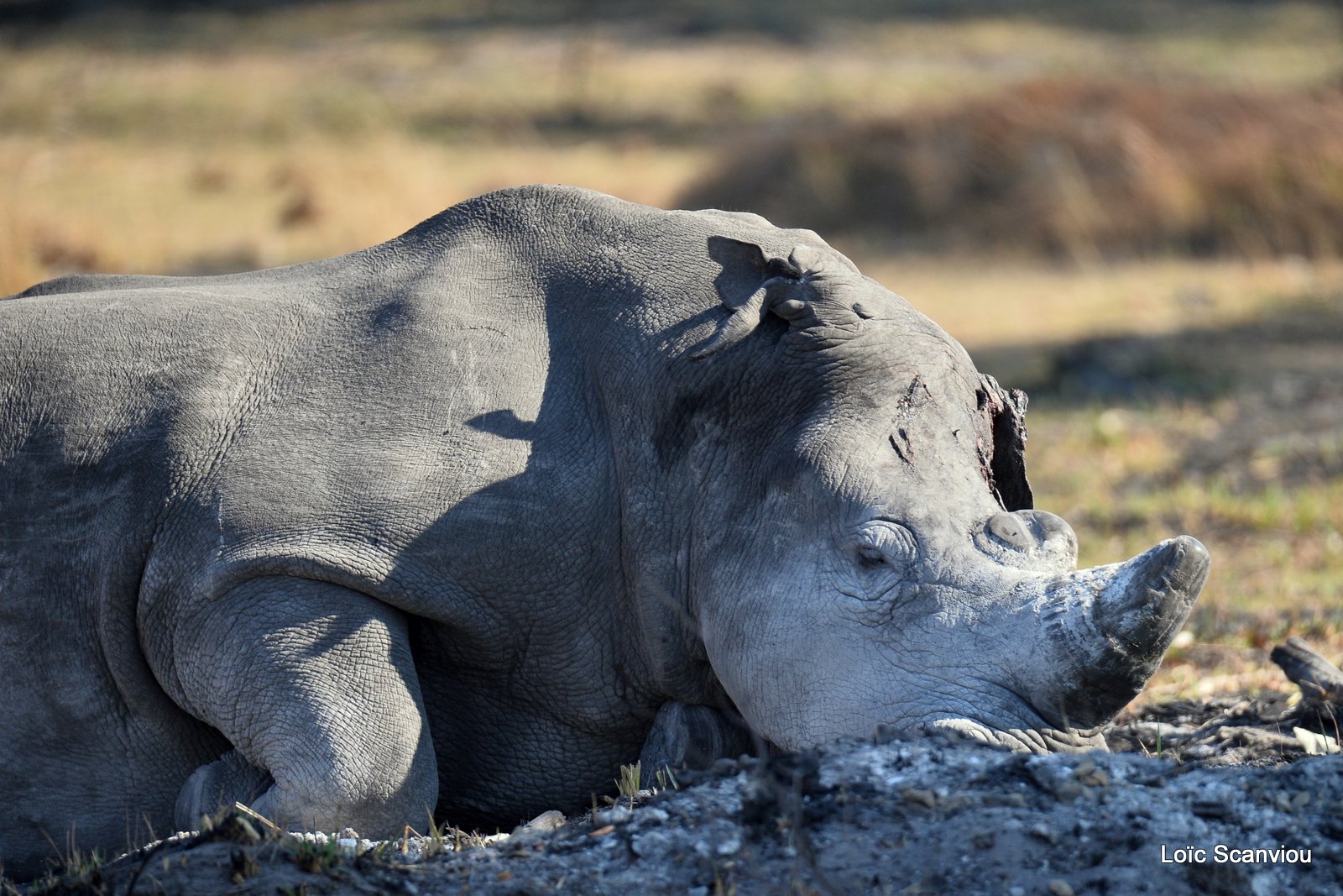 Rhinocéros blanc/White Rhinoceros (2)