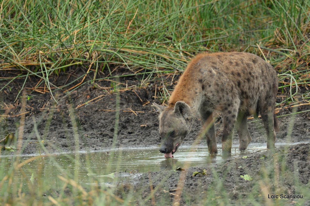 Hyène tachetée/Spotted Hyena (4)