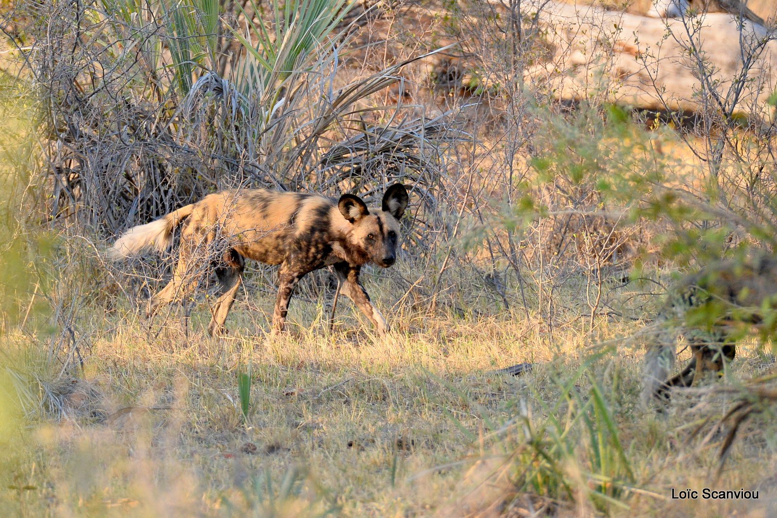 Lycaon/African Wild Dog (3)