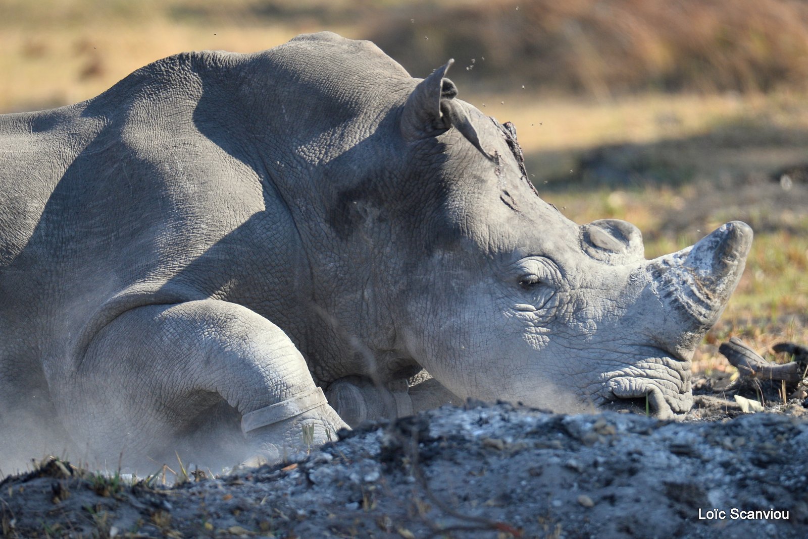 Rhinocéros blanc/White Rhinoceros (4)