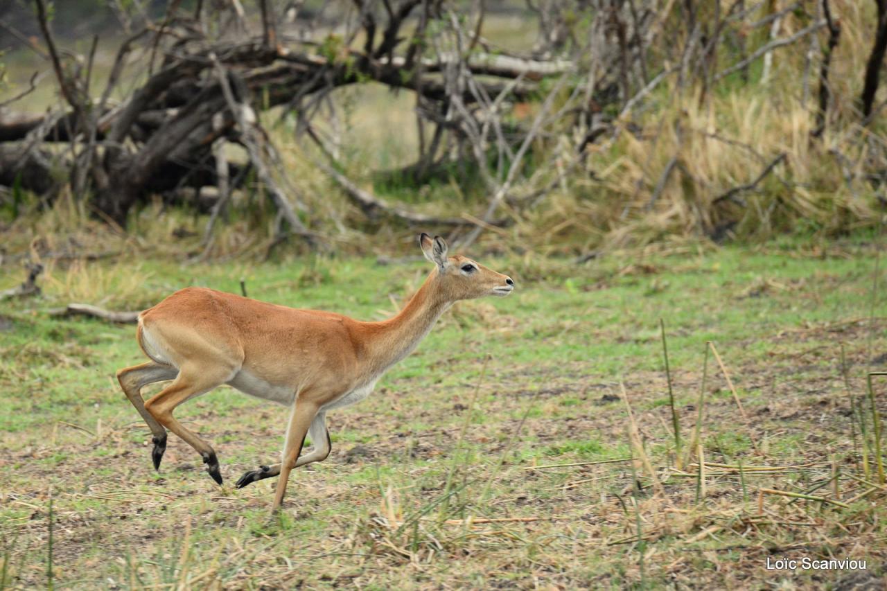 Cobe Lechwe/Red Lechwe (8)
