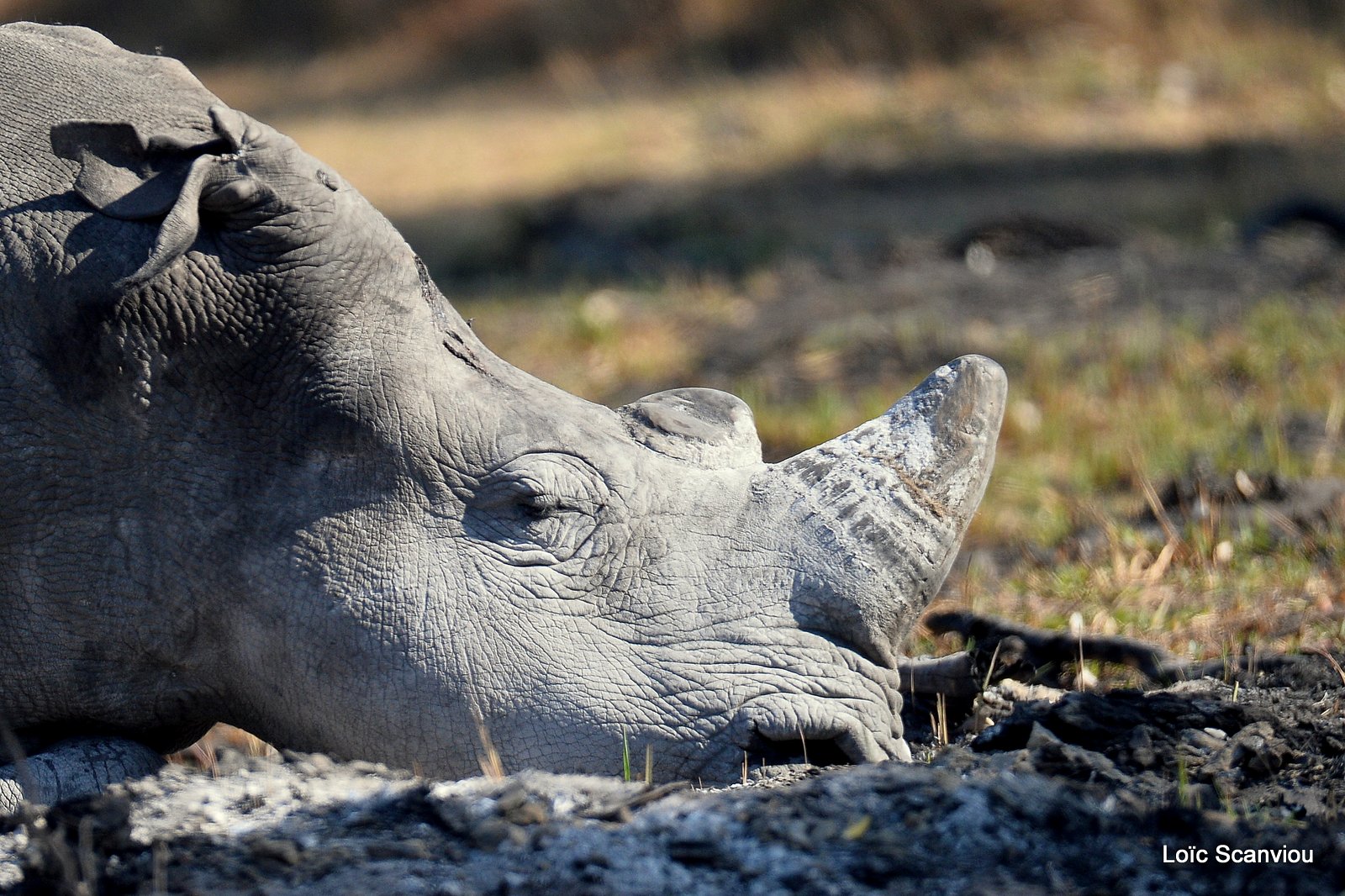 Rhinocéros blanc/White Rhinoceros (5)