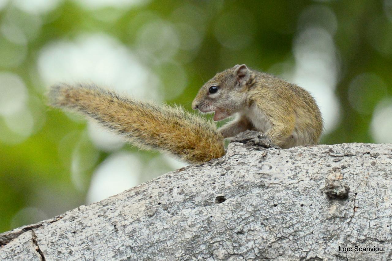 Ecureuil/Squirrel (3)